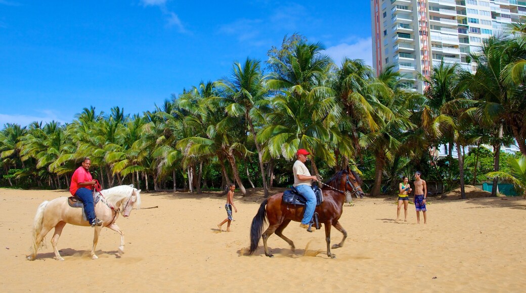 Azul Beach which includes land animals, a sandy beach and horseriding