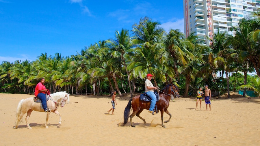 Azul Beach which includes land animals, a sandy beach and horseriding