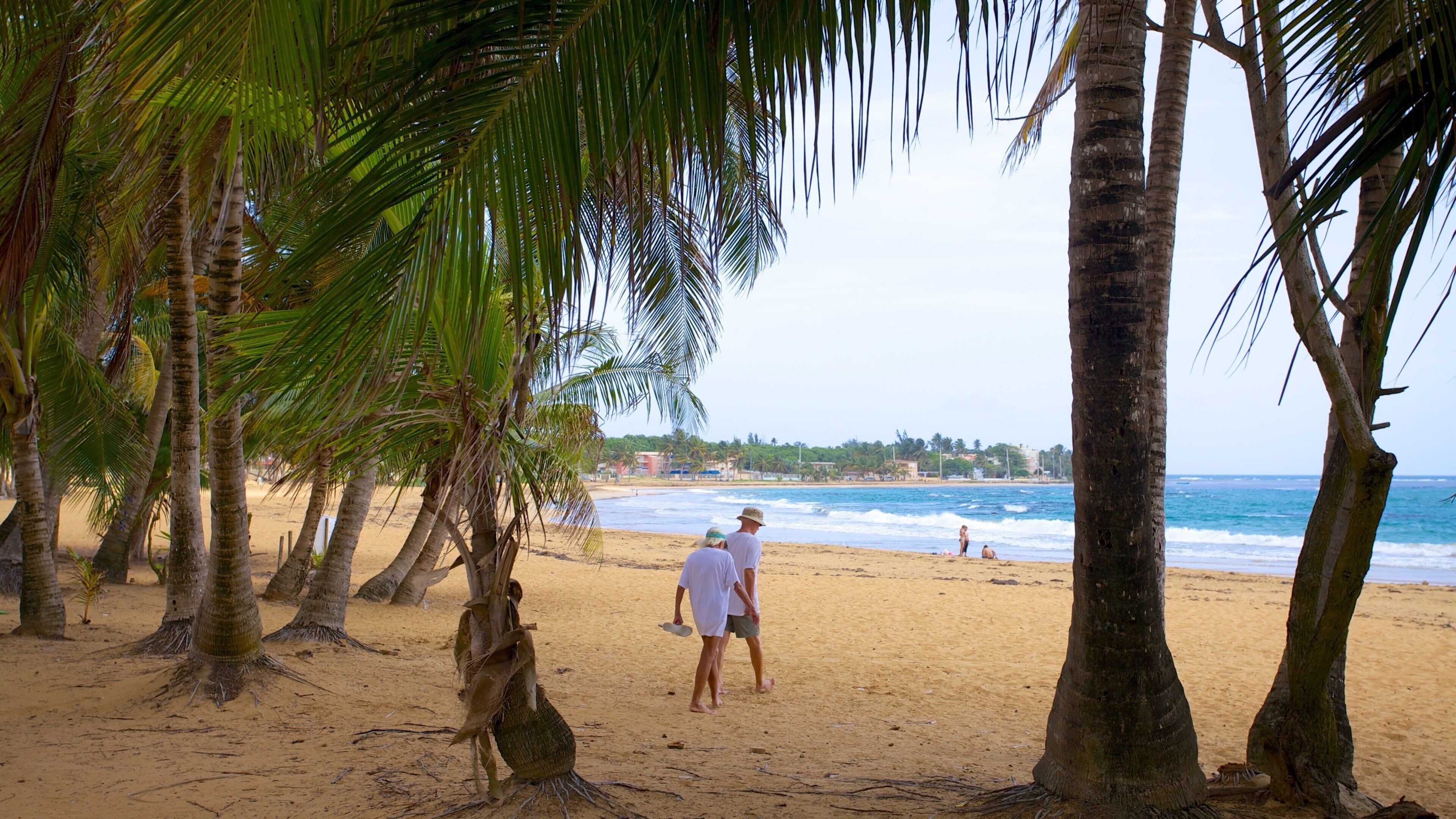 Una playa con palmeras y el océano.