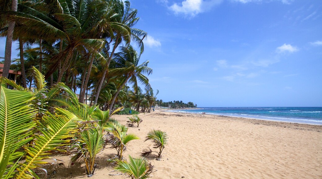 Azul Beach showing tropical scenes and a sandy beach