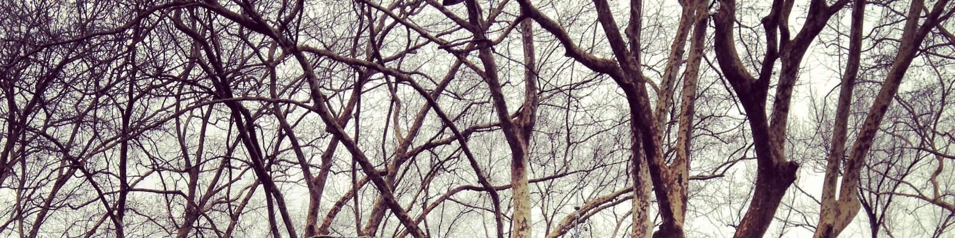Play for me.
Situated in the lovely town of Caldas da Rainha, the D. Carlos I park is a gorgeous 19th century romantic garden situated in the historic centre of the town.
This refreshing green area used to work as a complement of the important Thermal Hospital that named the town of Caldas da Rainha (âQueenâs Bathsâ).
During the 15th century the Queen Dona Leonor, wife of king Manuel the 1st, tried the therapeutic waters of Caldas da Rainha and a long lasting wound was at last cured, after many other treatments and medicines that did not work out. As the Queen realised the excellent characteristics of the waters, she ordered the construction of a thermal Hospital in 1485. The location started developing around this central Hospital