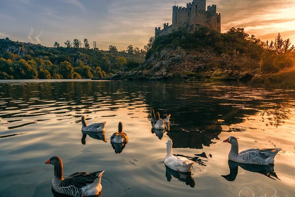 Un castillo en una colina con un lago y cisnes.