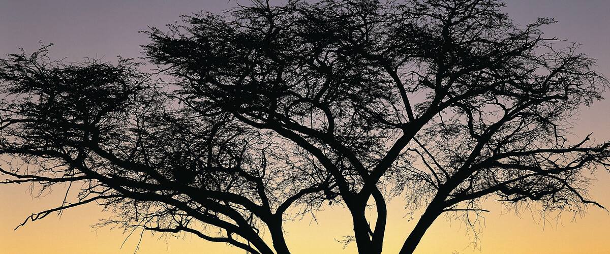 A silhouette of a tree against a sunset sky.