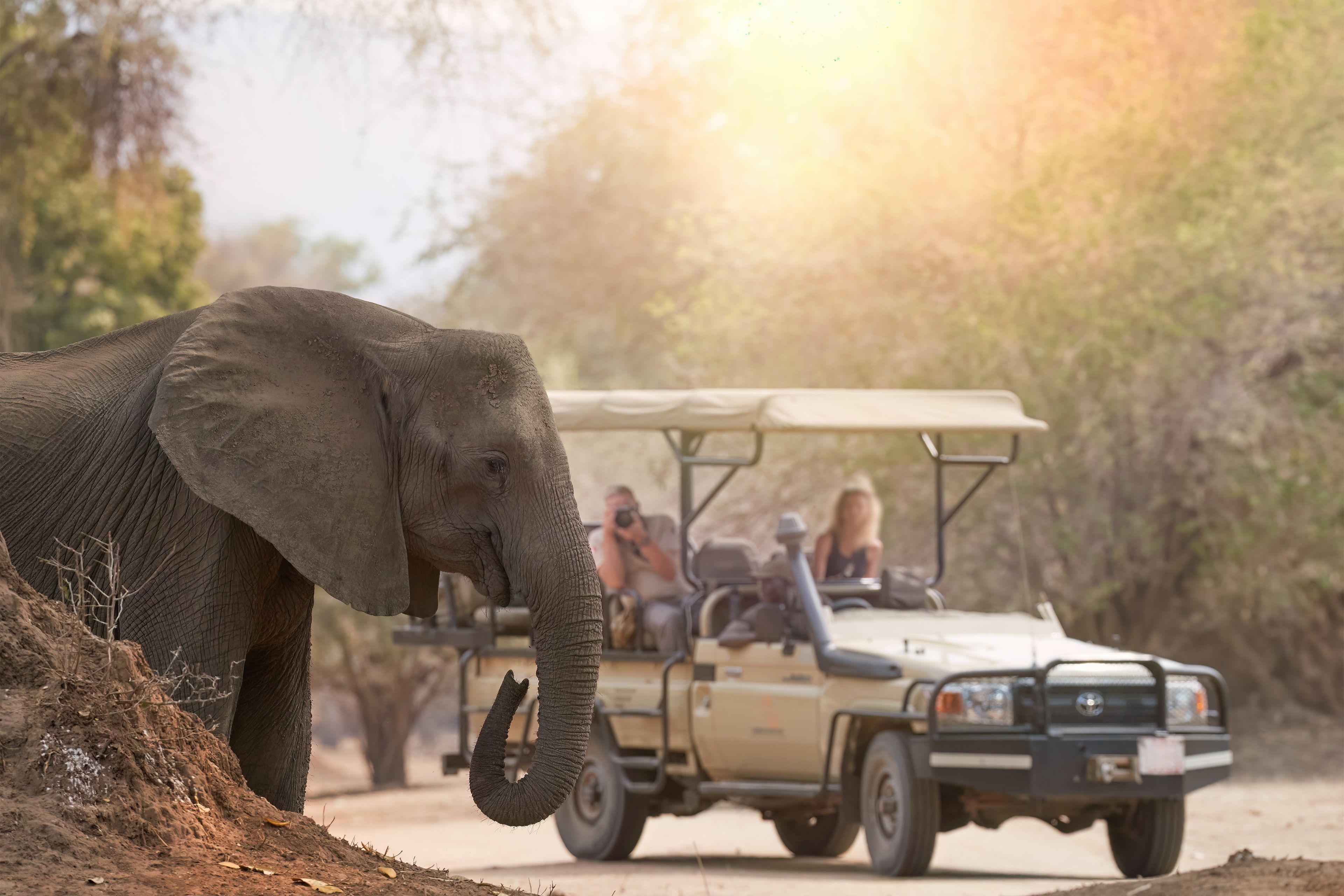 An elephant near a safari vehicle on a dirt road with trees in the background.