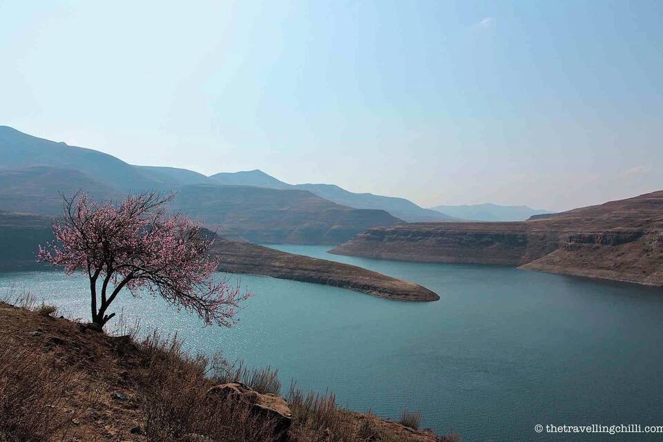 A serene lake surrounded by mountains, with a single tree bearing pink blossoms in the foreground.