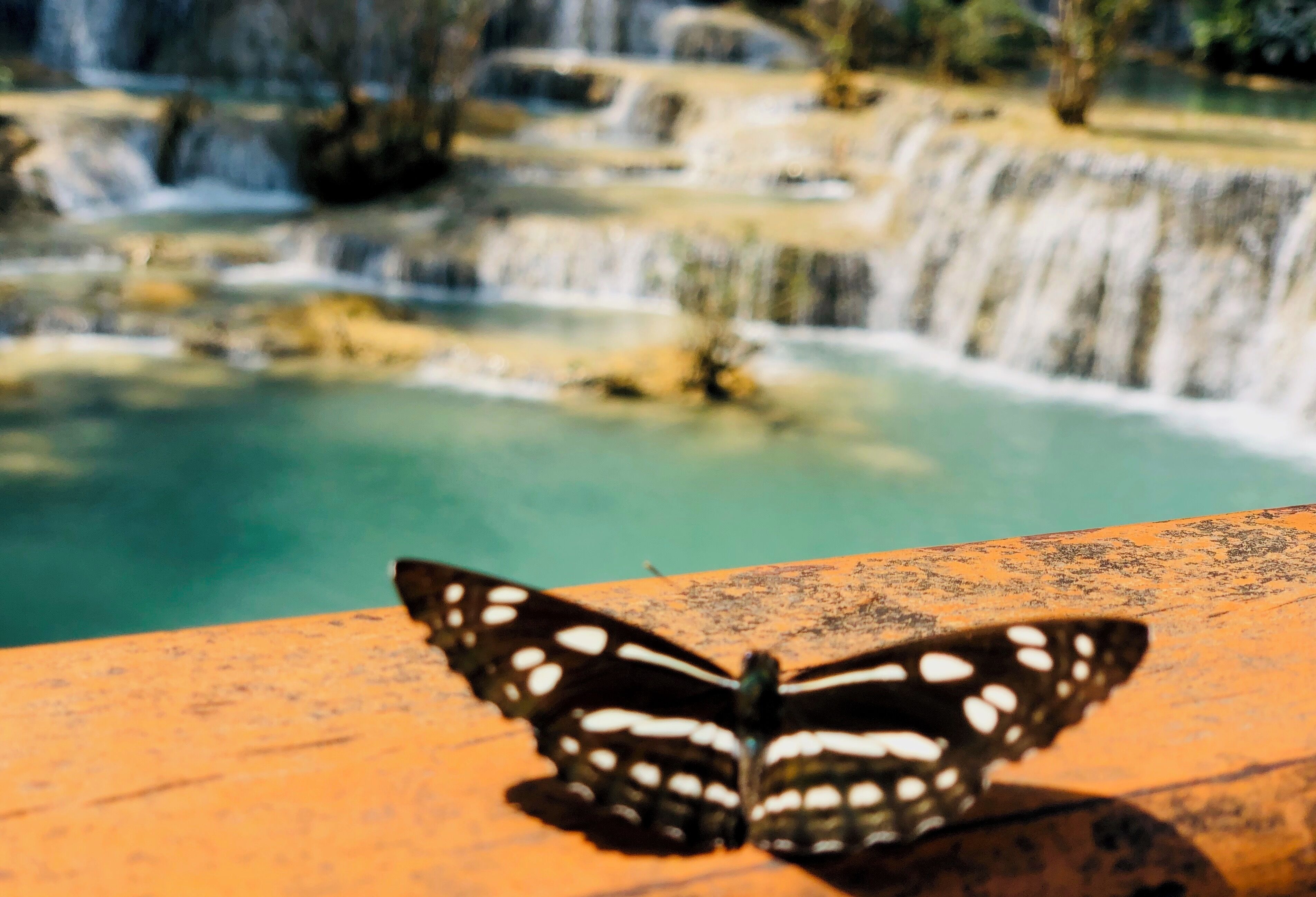 Butterfly drying its wings? 