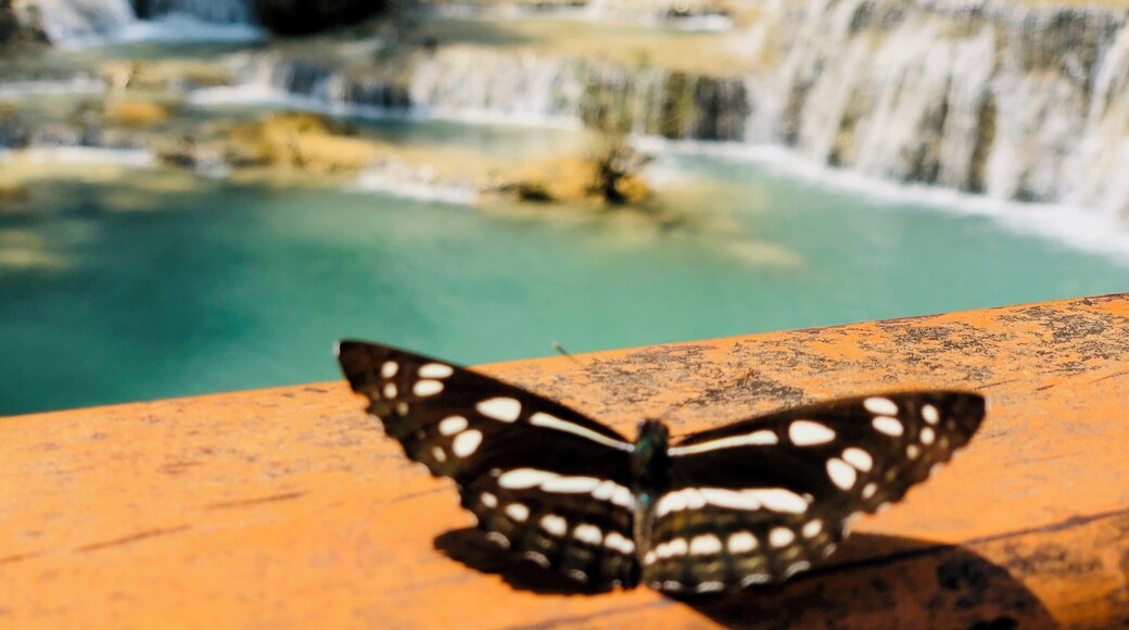 Butterfly drying its wings?