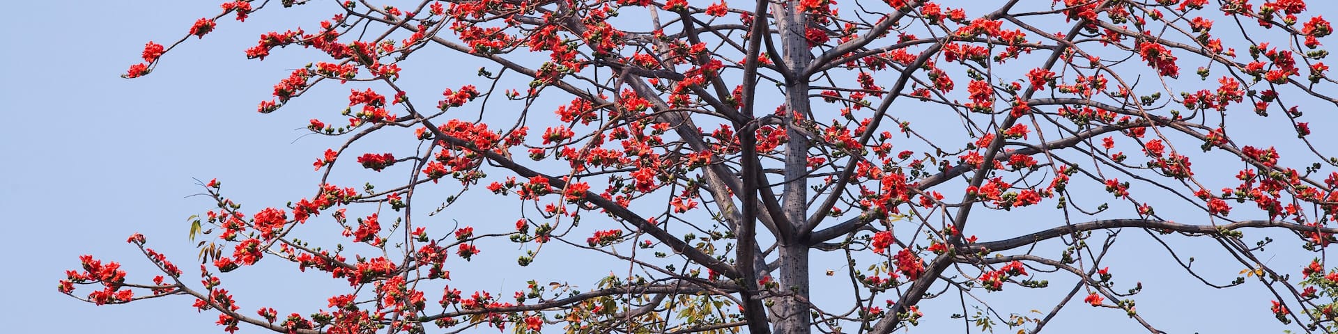 View of Bombax Ceiba flowers with the blue sky background.