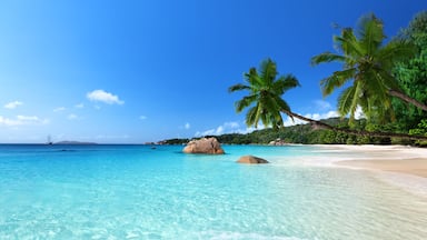 A clear turquoise sea, sandy beach, and palm trees.