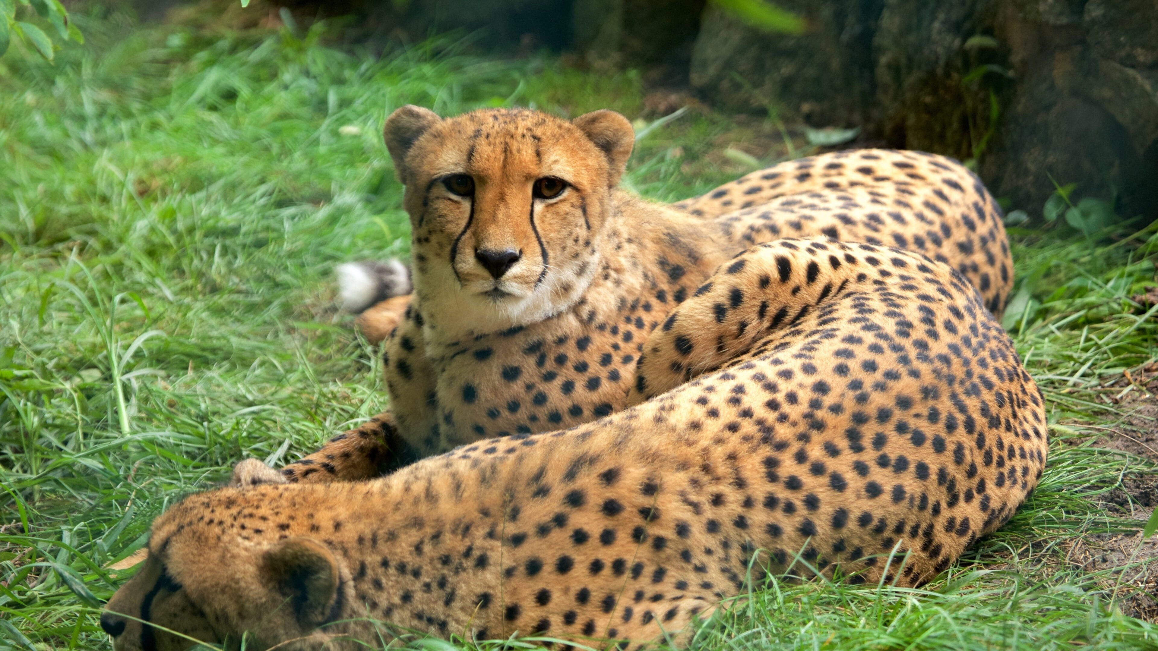 ベオグラード動物園 どの含み 陸生動物 と 危険な動物