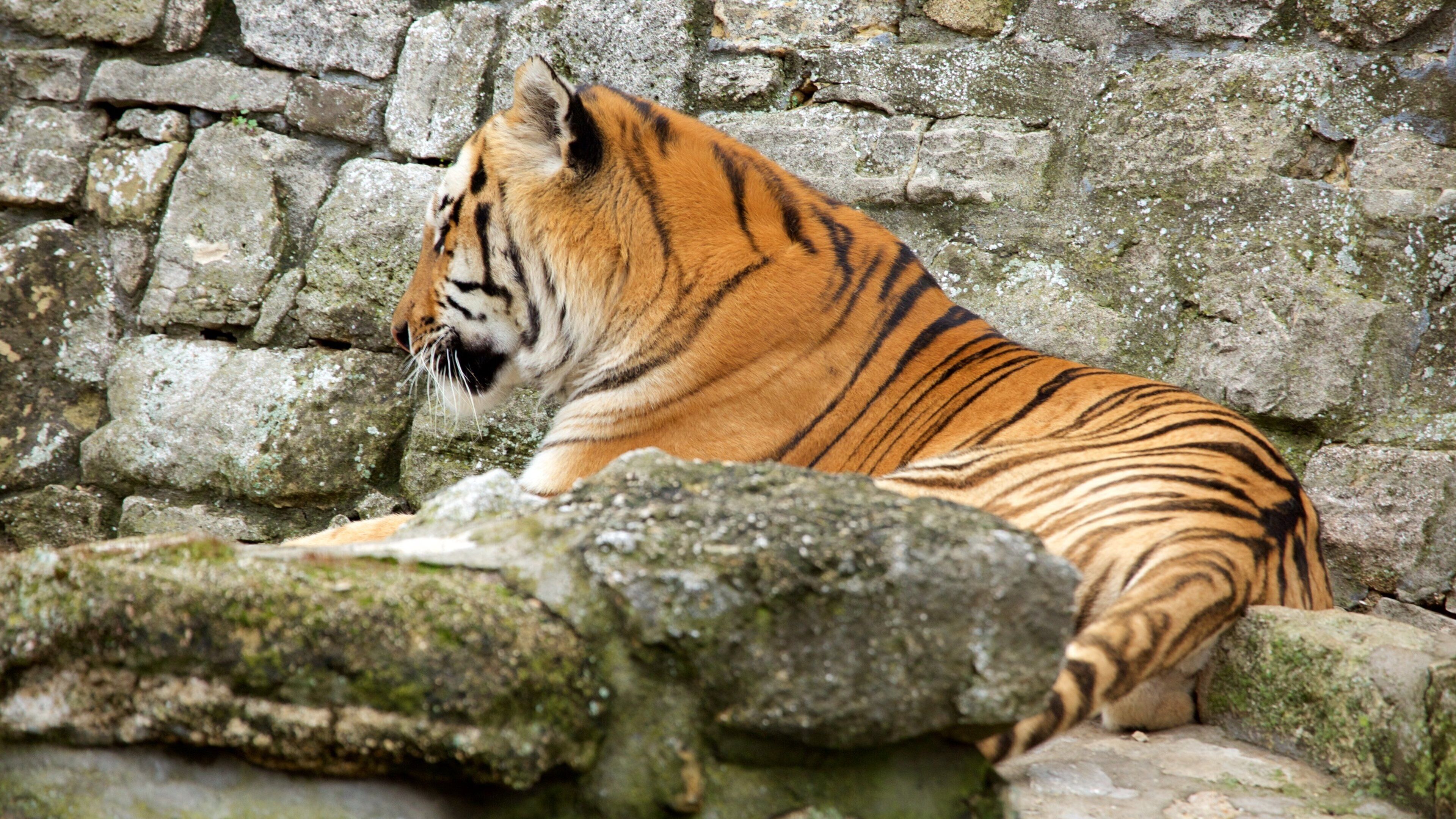 Zoológico de Belgrado caracterizando animais de zoológico e animais terrestres