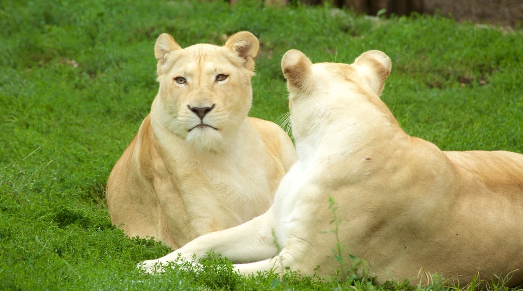 Zoo di Belgrado che include animali da zoo e animali di terra