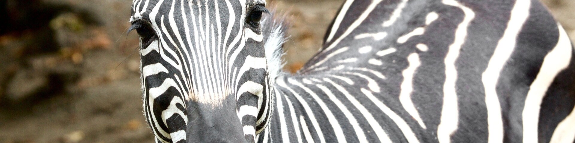 Uma zebra com listras brancas e pretas bem distintas.