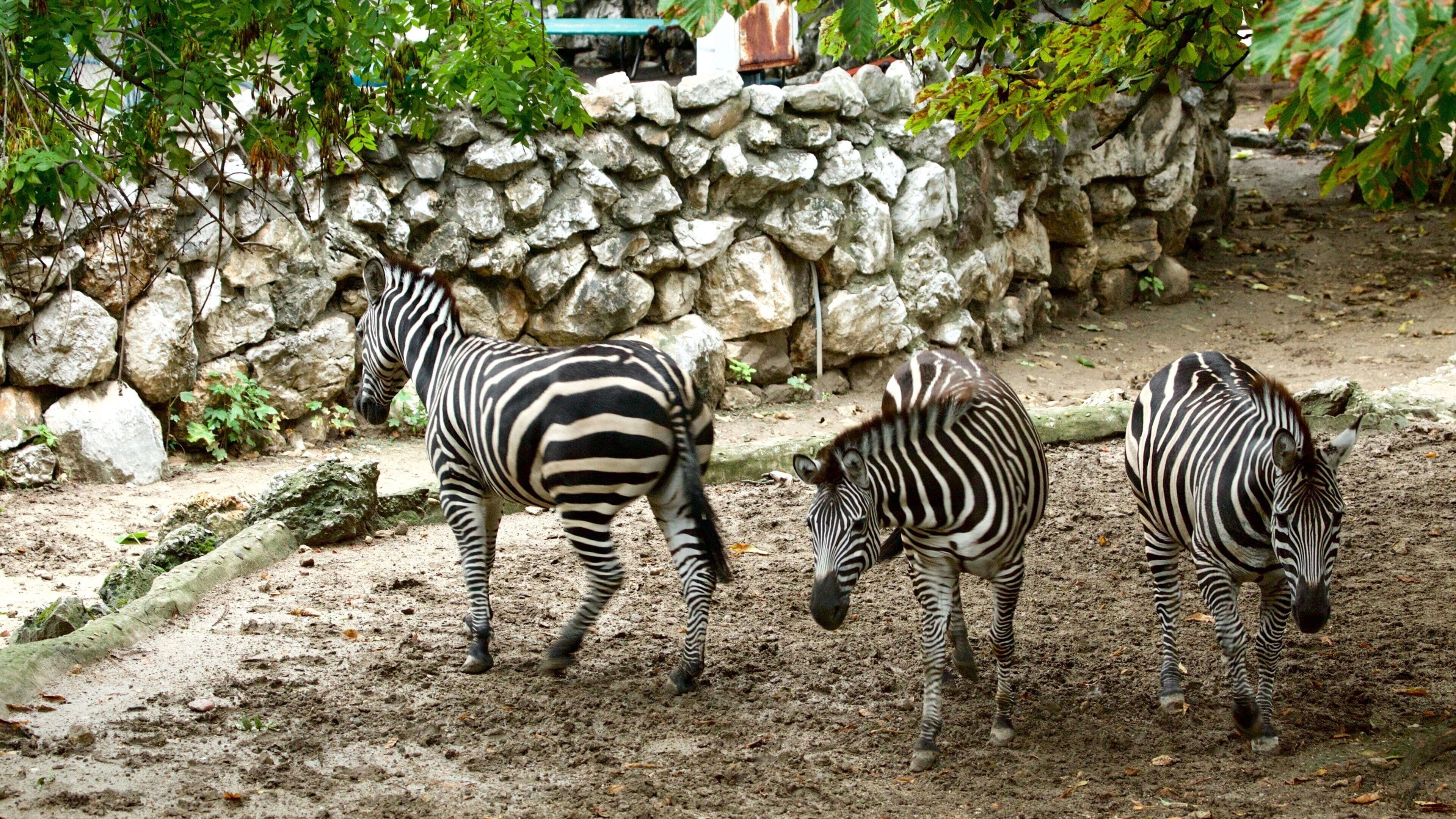 Zebras in a zoo enclosure with a stone wall and trees.