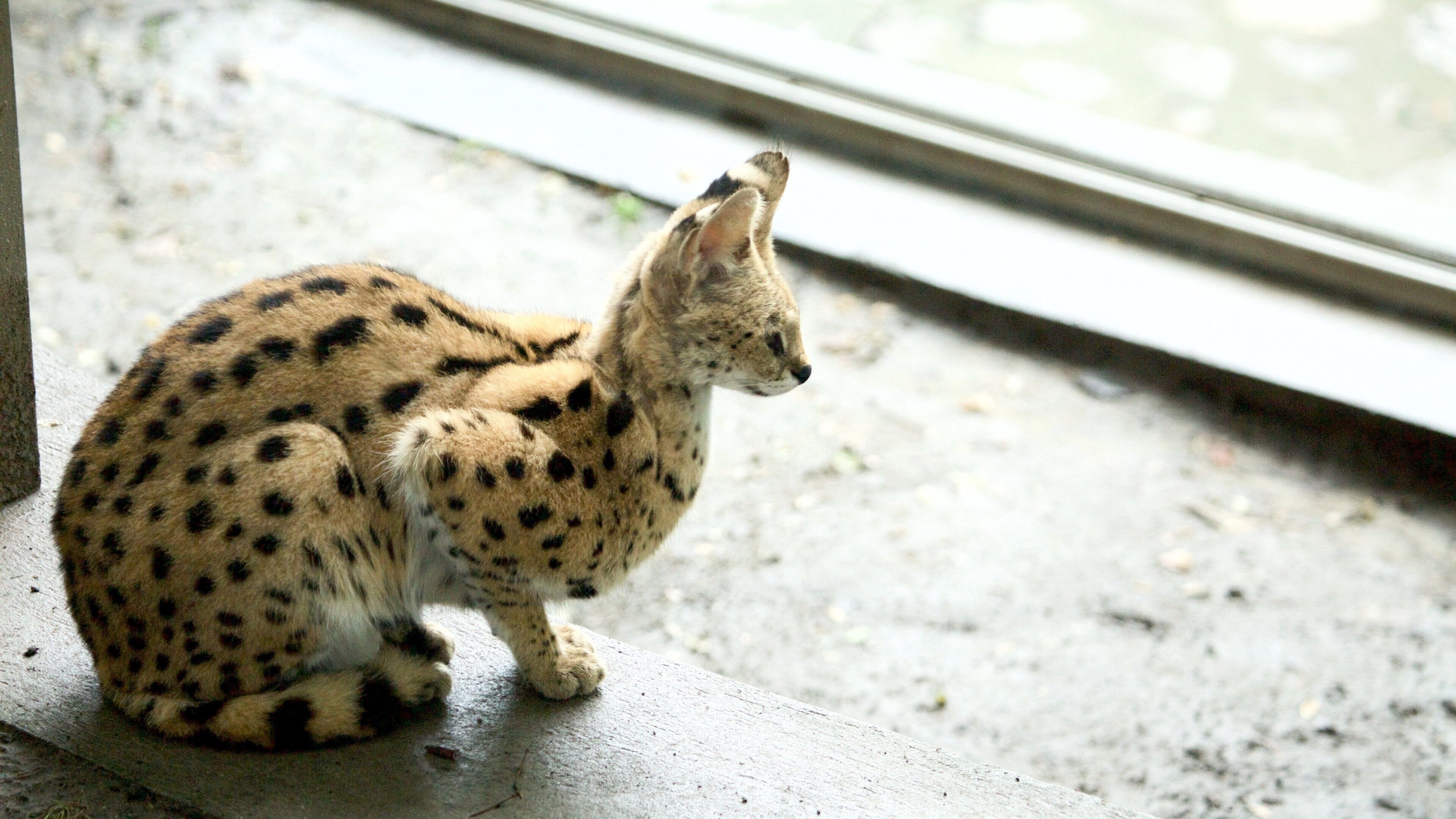 สวนสัตว์เบลเกรด ซึ่งรวมถึง สัตว์ในสวนสัตว์