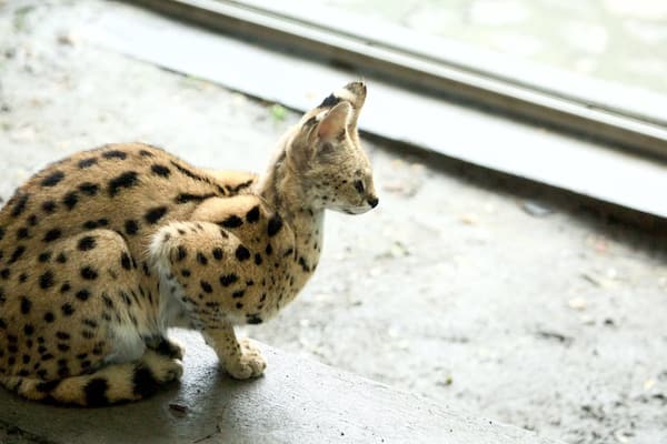 Belgrade Zoo which includes zoo animals