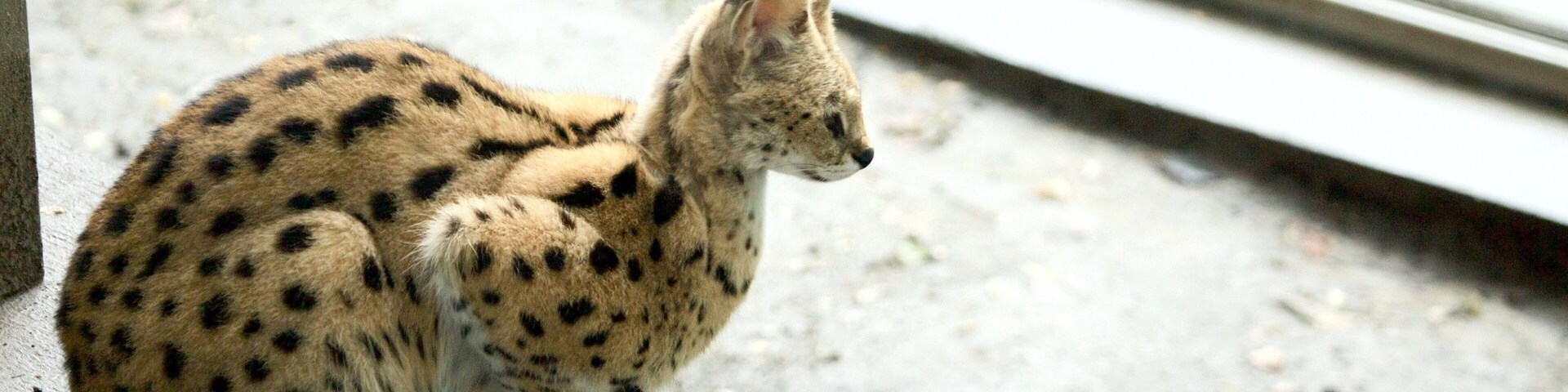 Zoológico de Belgrado caracterizando animais de zoológico