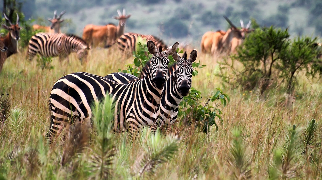 Akagera National Park