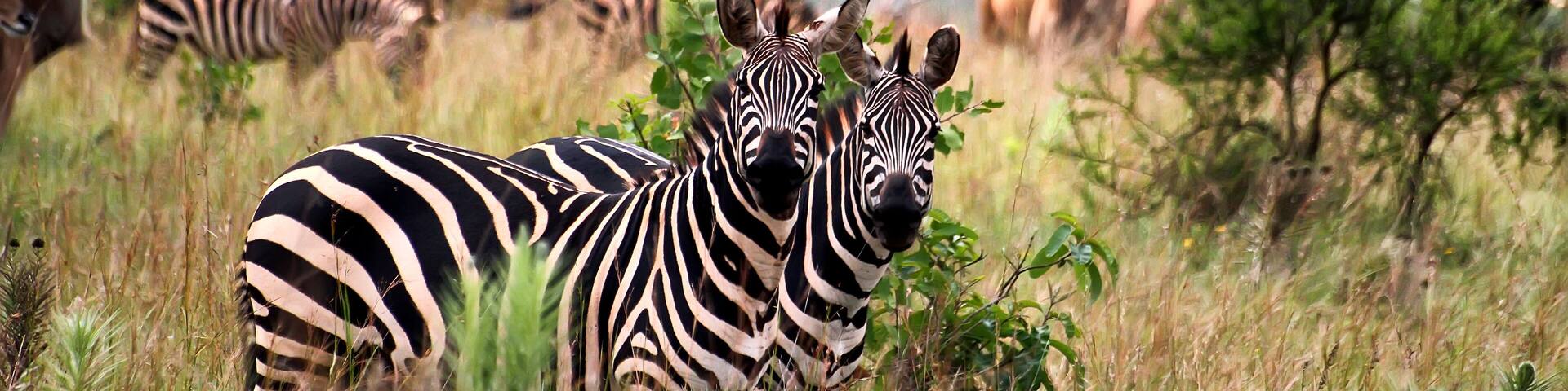 Zebras and antelopes in a grassy savannah with trees in the background.