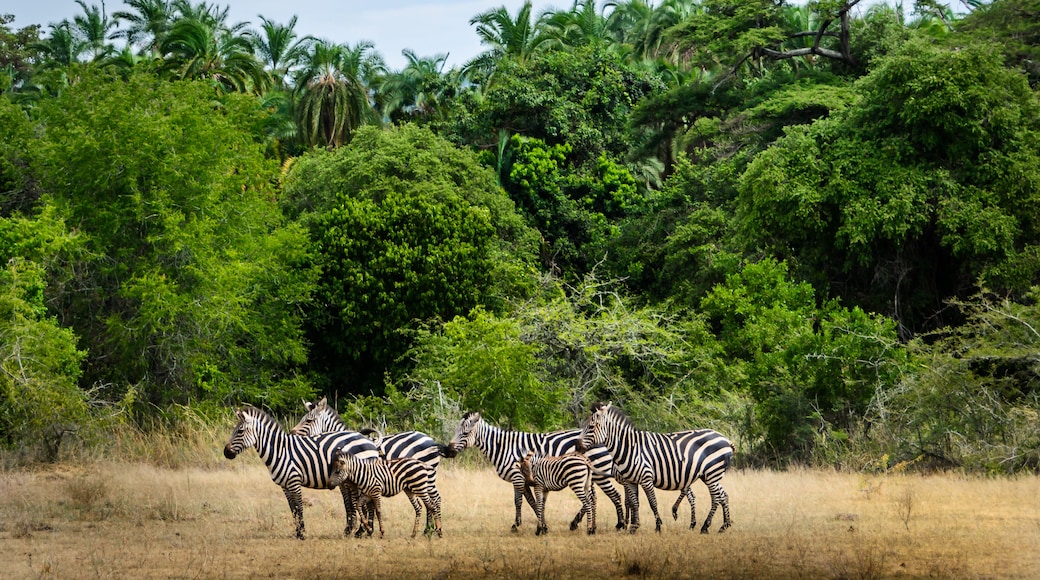 Akagera National Park