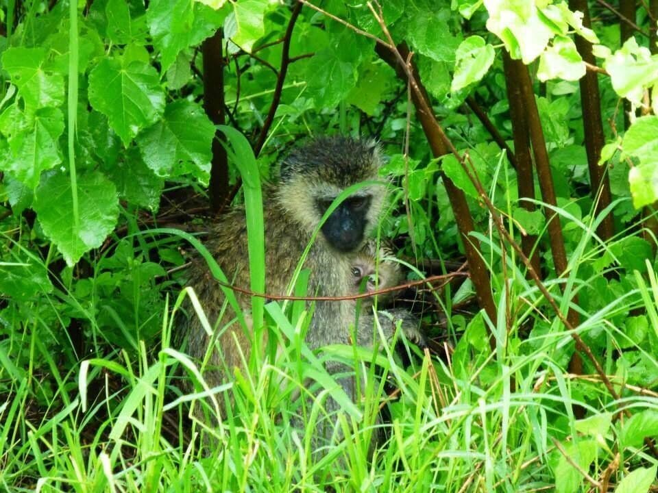 Akagera National Park