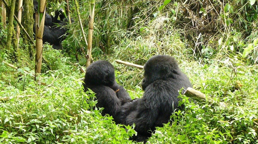 0_260d3361-ab0e-44c3-9f23-10d28f79db59_raw