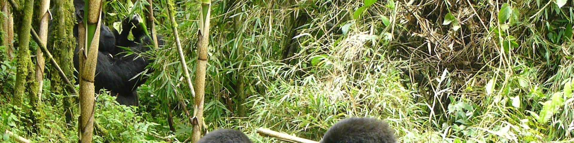 Gorilas en un bosque denso con bambú y follaje verde.