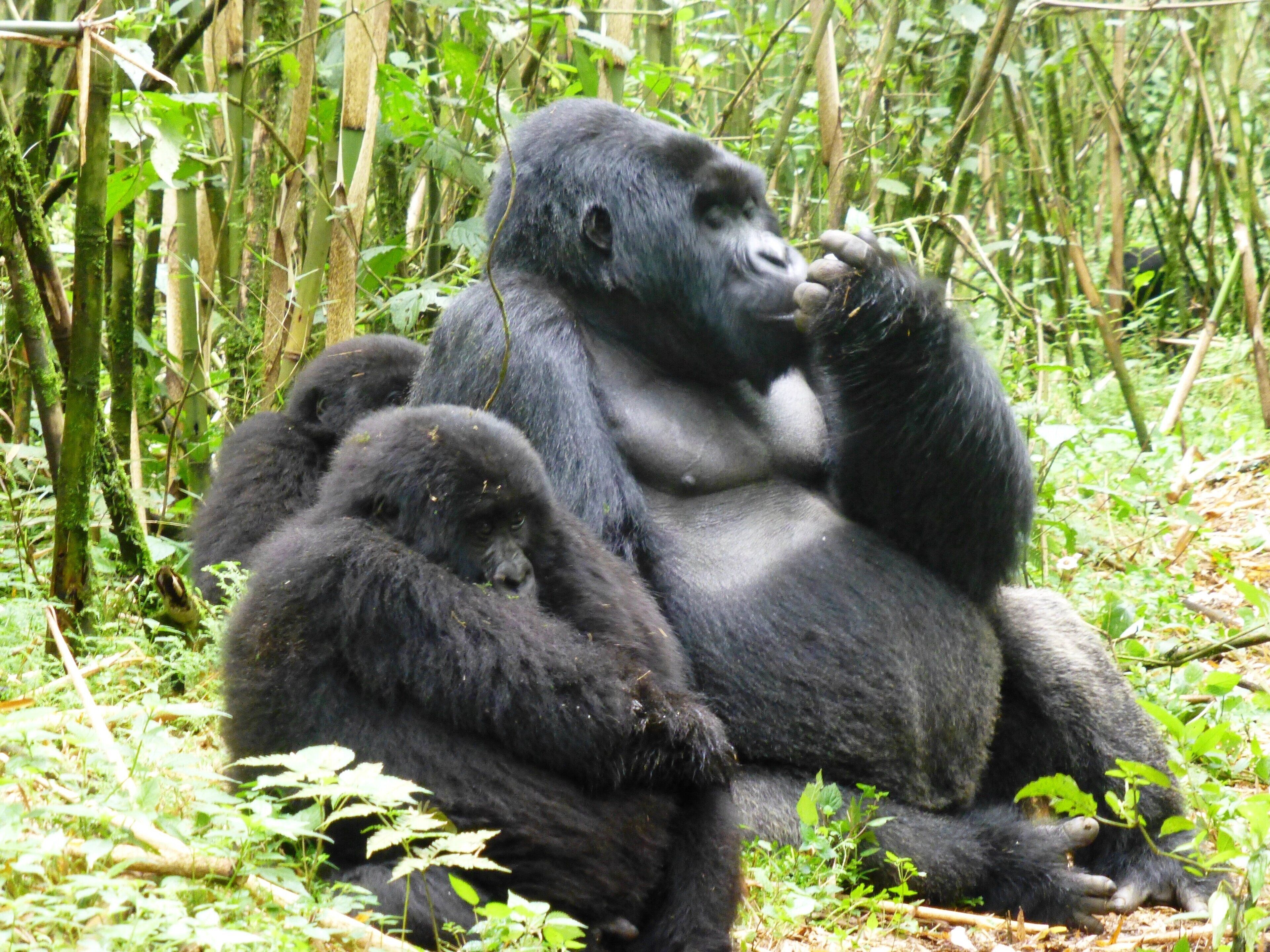 0_a9ca9c38-775d-4c45-976f-15d722caf8b2_raw