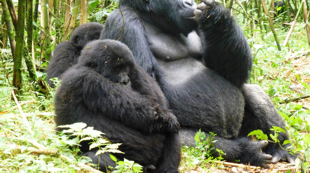 0_a9ca9c38-775d-4c45-976f-15d722caf8b2_raw