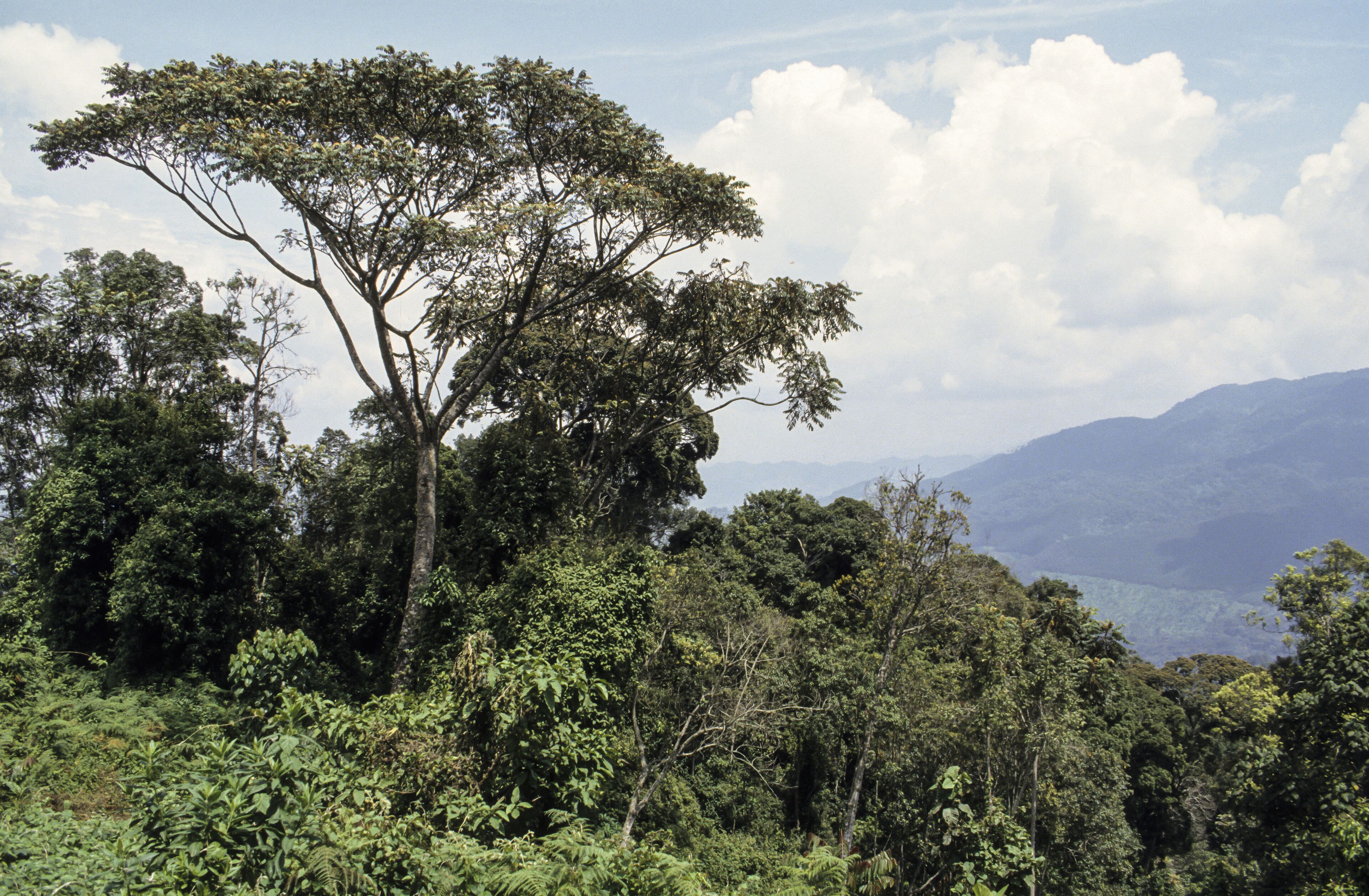 紐格威森林國家公園
