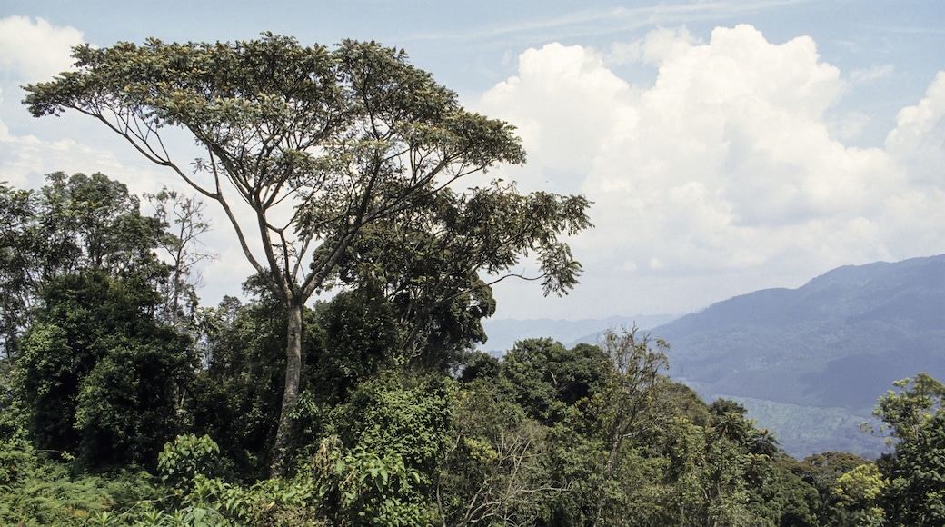 Foret primaire de Nyungwe, Parc national Nyungwe, Rwanda
