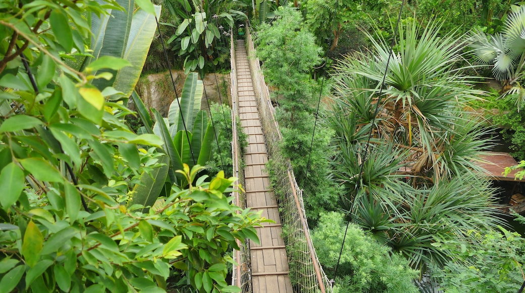 Canopy walk in top of tropical rainforest