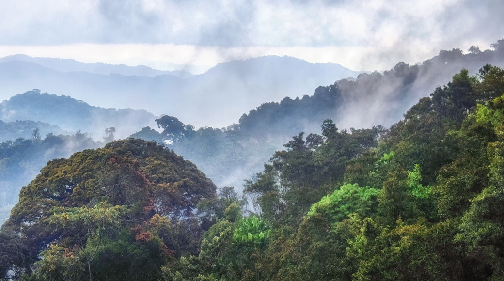 Tropical rainforest of Nyungwe National Park,Rwanda
