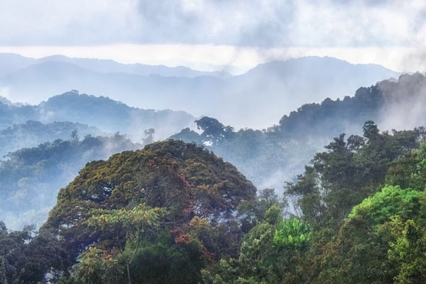 Tropical rainforest of Nyungwe National Park,Rwanda