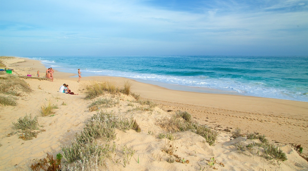 Ilha da Culatra Beach mettant en vedette vues littorales et plage aussi bien que petit groupe de personnes