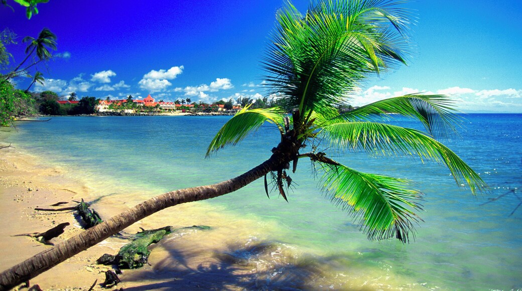 Palm tree on beach at Pigeon Point, Tobago