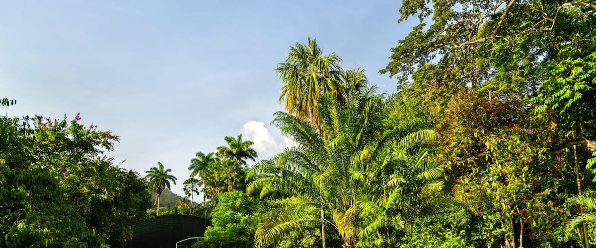 Royal Botanic Gardens in Port of Spain, Trinidad and Tobago: A Lush Oasis of Tropical Flora