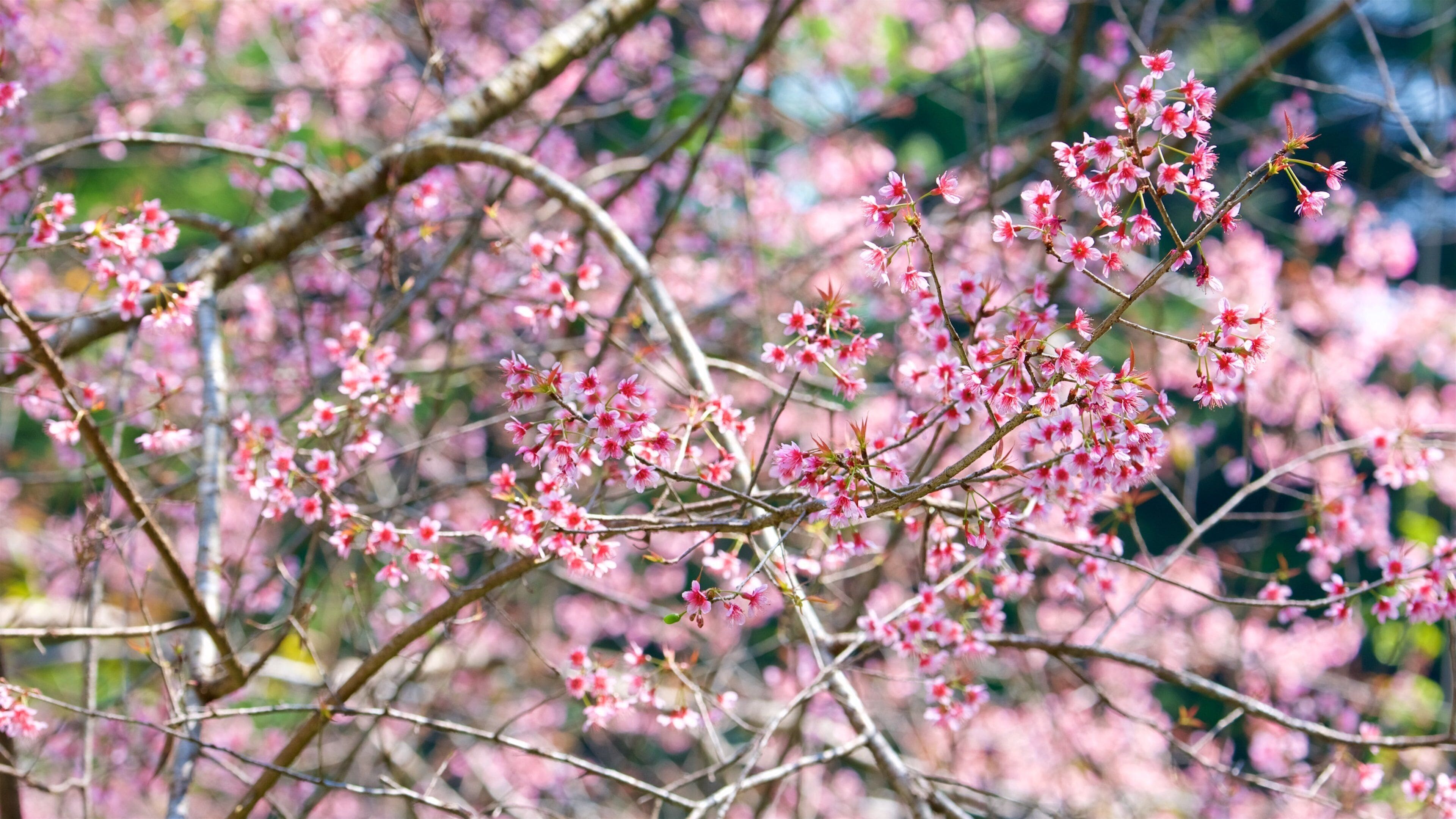 Palacio de Bhuping que incluye flores