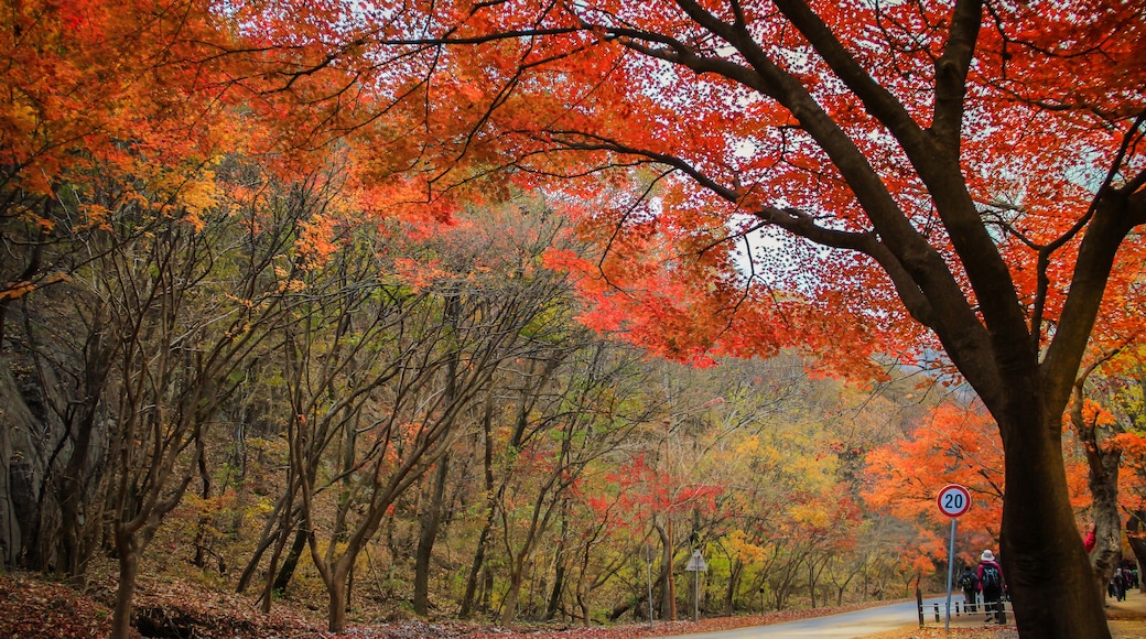 Parc national Naejangsan