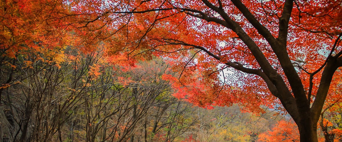 Autumn color in Naejangsan national park, South korea