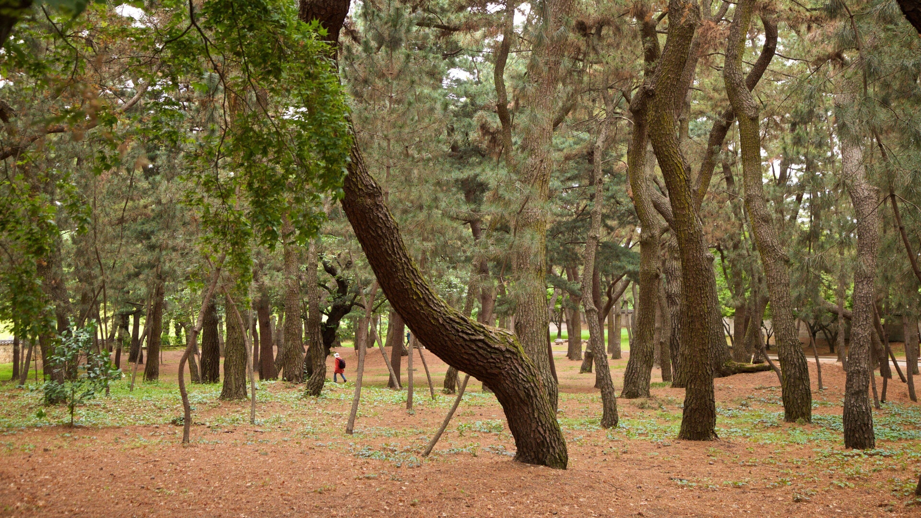 Tumuli Park showing a park