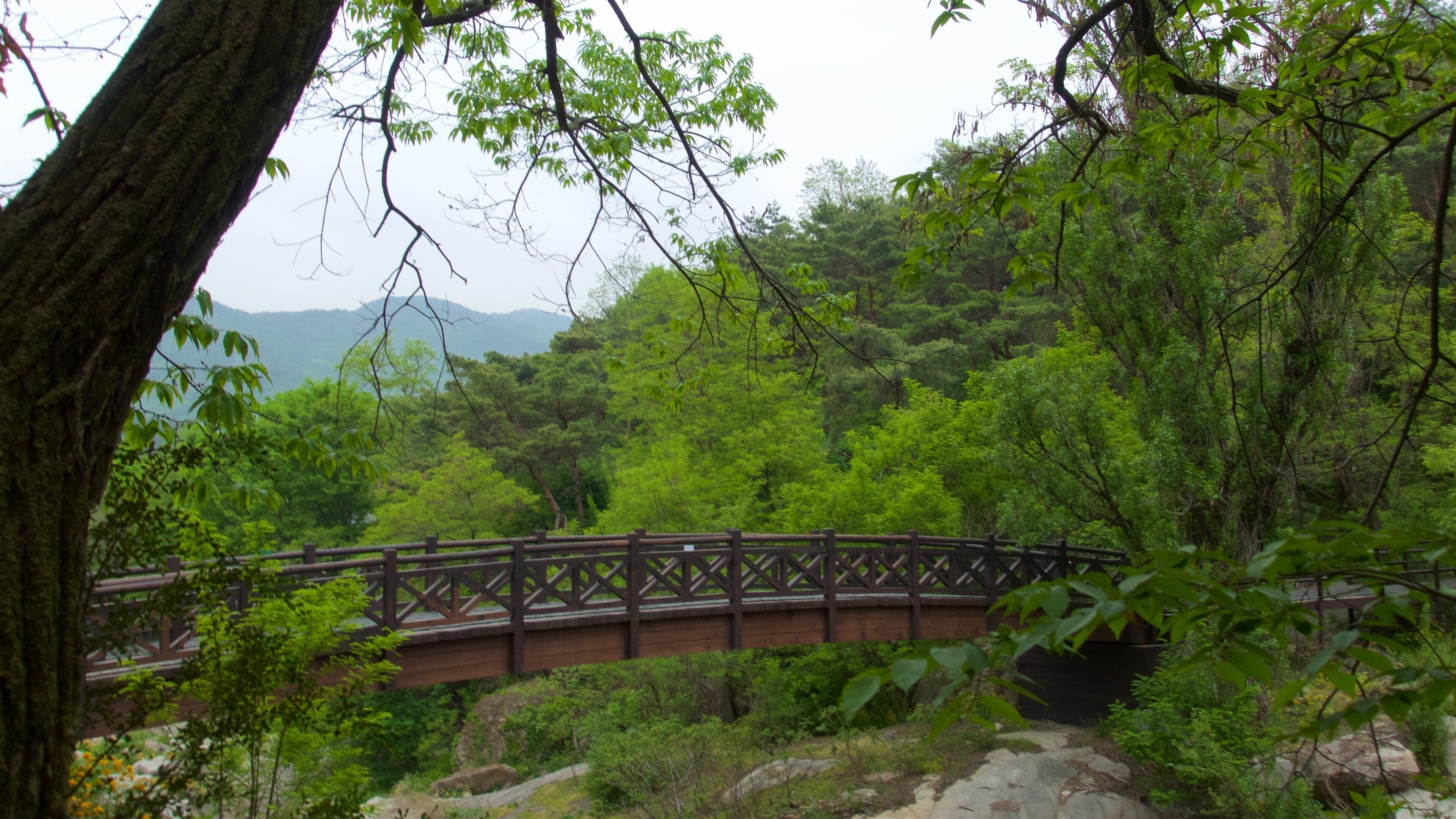 Bukhansan nationalpark som inkluderar en bro och skogslandskap