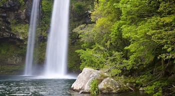 Cheonjiyeon Waterfall showing a waterfall