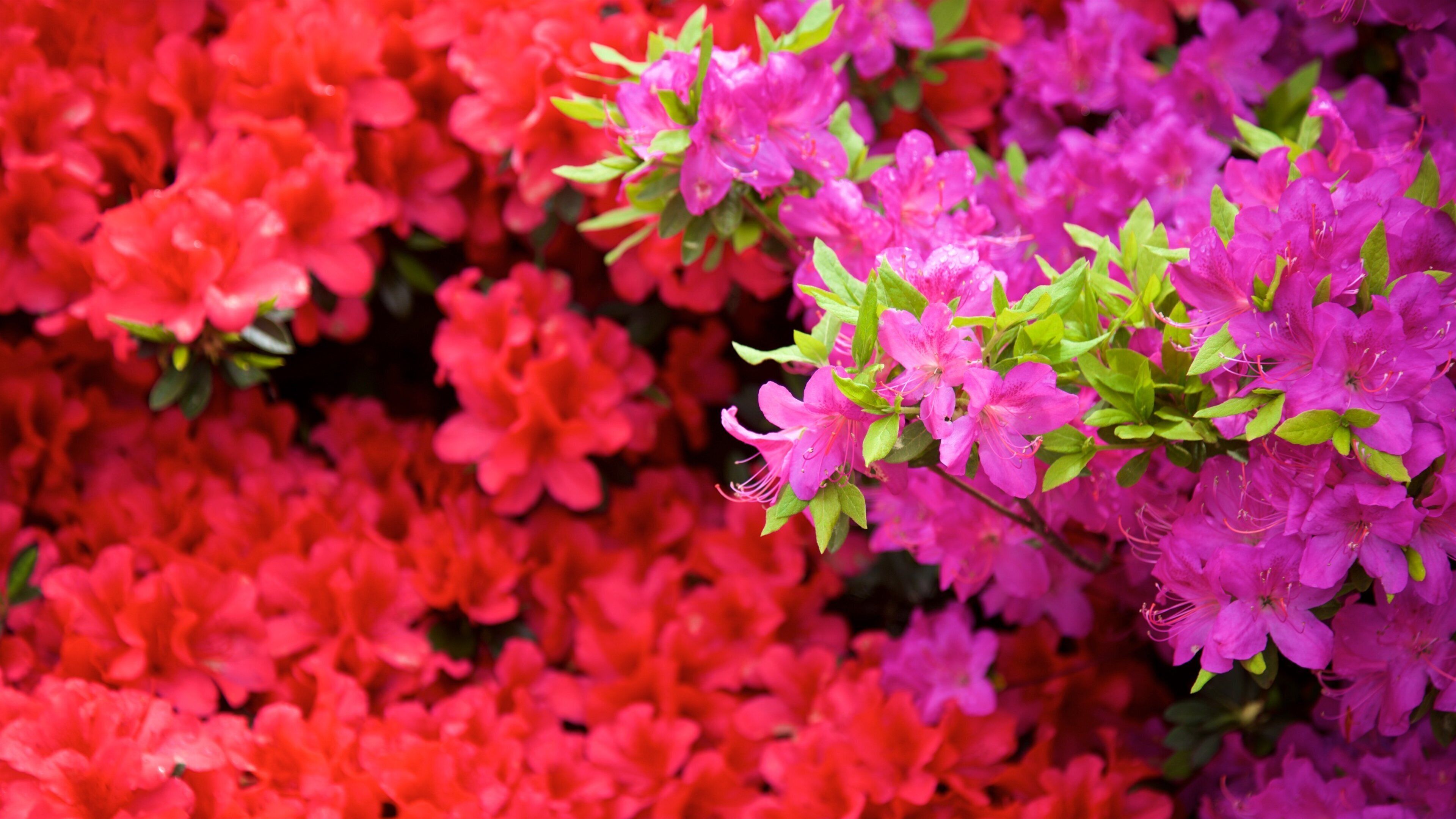 Manjanggul Lava-tube Cave showing flowers