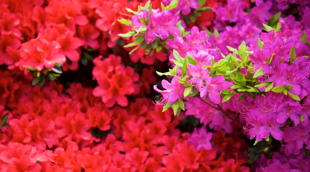 Manjanggul Lava-tube Cave showing flowers