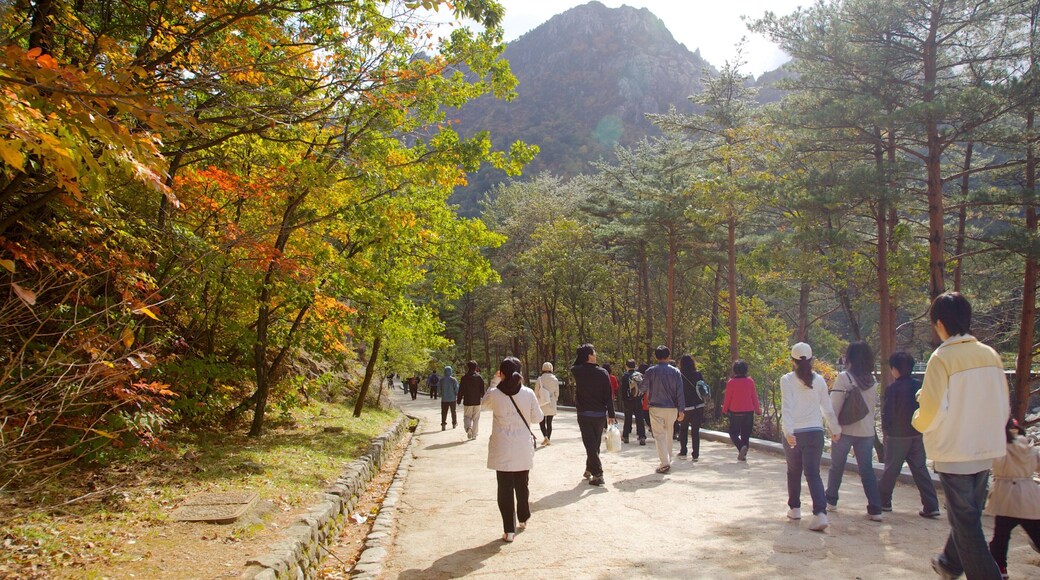 Seorak-san nasjonalpark fasiliteter samt vandring eller fottur, høstfarger og fjell