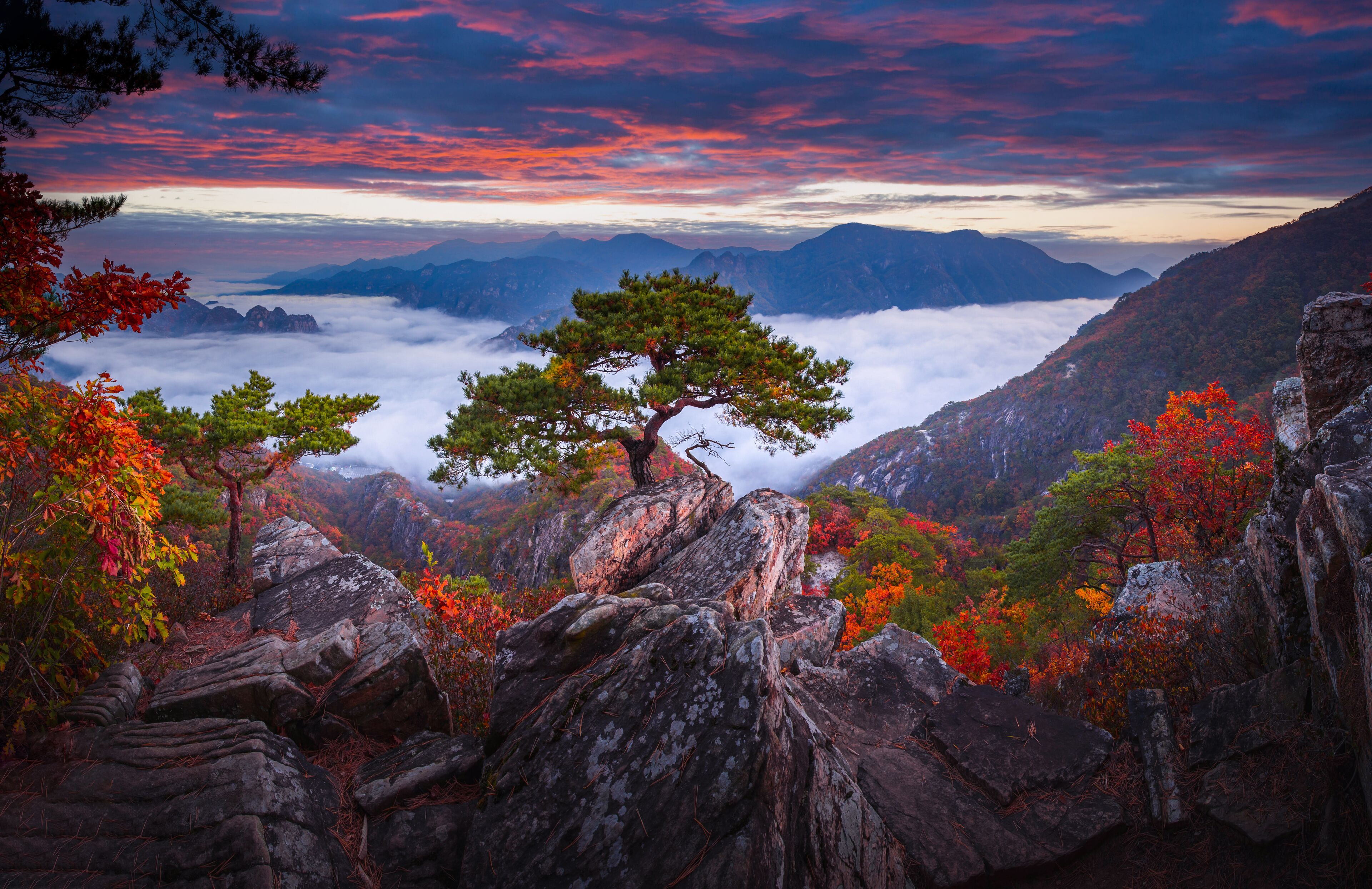 Autumn in Korea, Pine trees towering on the rocks atop Jebibong. In the morning, a sea of mist flows through the river in the valley In the autumn of Waraksan Mountain National Park, South Korea.