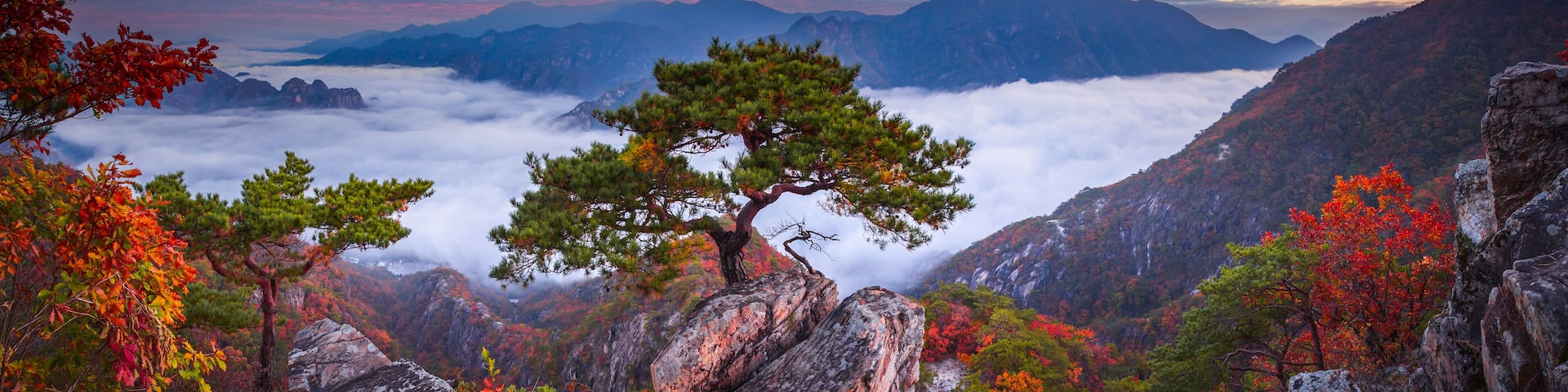 Autumn in Korea, Pine trees towering on the rocks atop Jebibong. In the morning, a sea of mist flows through the river in the valley In the autumn of Waraksan Mountain National Park, South Korea.