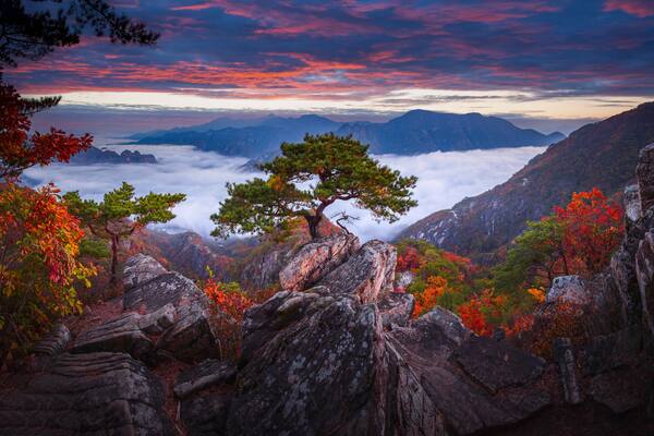 Autumn in Korea, Pine trees towering on the rocks atop Jebibong. In the morning, a sea of mist flows through the river in the valley In the autumn of Waraksan Mountain National Park, South Korea.