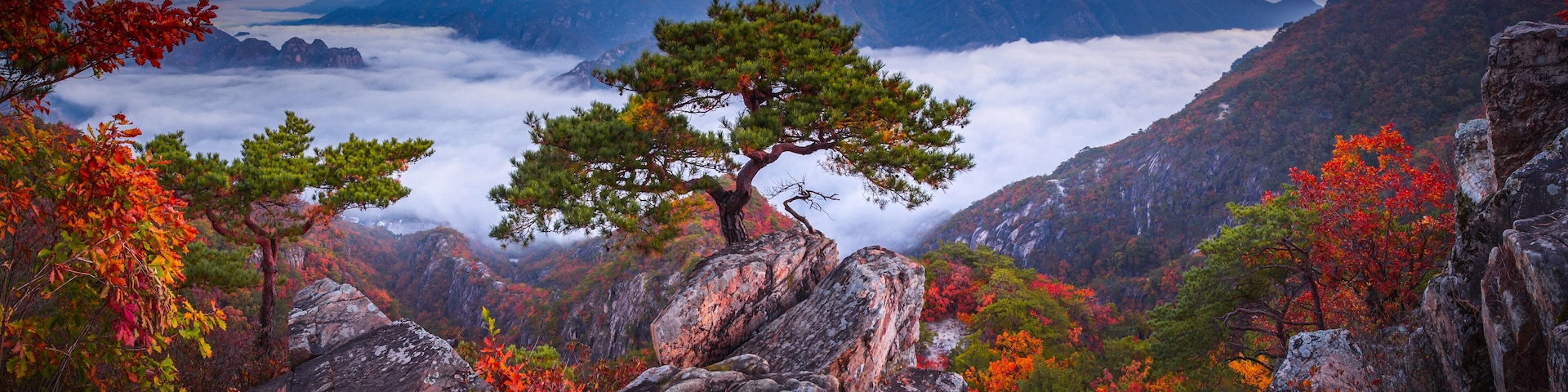 Autumn in Korea, Pine trees towering on the rocks atop Jebibong. In the morning, a sea of mist flows through the river in the valley In the autumn of Waraksan Mountain National Park, South Korea.
